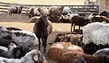 Откриха огнище на шарка по овцете край Хасково