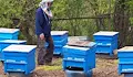 Срив в цените на меда разорява пчеларите в Добричко