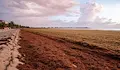 Кафяви водорасли покриха карибските плажове