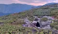 Изтровиха защитени лешояди край Калофер