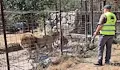 Разкриха незаконна зоологическа градина с мъртво тигърче в Румъния