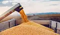 Царевицата и пшеницата удариха тригодишен ценови връх