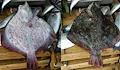 Екзотични риби изместват традиционния калкан в Черно море