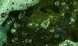 Опасни водорасли превзеха Балтийско море
