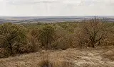Вече и устойчивите дървета съхнат масово в Североизточна България
