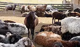 Откриха огнище на шарка по овцете край Хасково