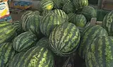 Стотици тонове дини гният необрани в Любимец