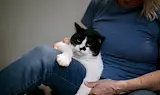 Жена отнесе глоба от 30 000 евро за убийство на котка в Гърция