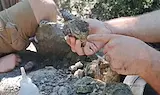 Откриха цяла кост от динозавър край Трън
