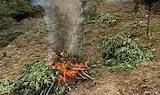 Гранична полиция унищожи над три тона канабис
