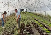 Земеделци отглеждат маслини край Пловдив