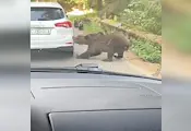 Мечка откъсна бронята на кола в Румъния