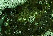 Опасни водорасли превзеха Балтийско море