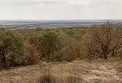 Вече и устойчивите дървета съхнат масово в Североизточна България Вече и устойчивите дървета съхнат масово в Североизточна България