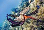 Октоподи превзеха крайбрежието на Великобритания