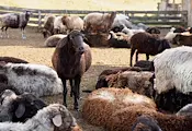 Откриха огнище на шарка по овцете край Хасково