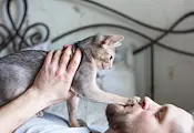 Защо котките мачкат с лапи своите стопани