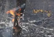 Голям горски пожар бушува до границата с България