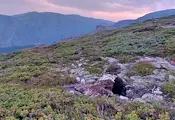 Изтровиха защитени лешояди край Калофер