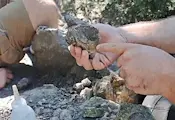 Откриха цяла кост от динозавър край Трън