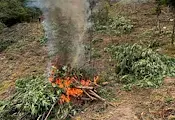 Гранична полиция унищожи над три тона канабис Гранична полиция унищожи над три тона канабис