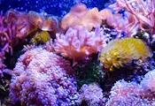 Разбиха контрабанда на корали за 800 000 евро в Гърция