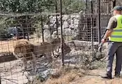 Разкриха незаконна зоологическа градина с мъртво тигърче в Румъния