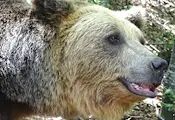 Спасен от хотел в Русенско мечок живее втори живот