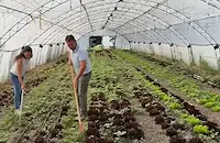 Земеделци отглеждат маслини край Пловдив