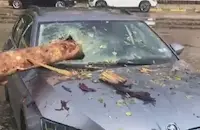 Дърво прониза автомобил на булевард "Витоша" в София