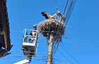 Спасиха щъркел в село Бъзън