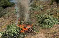 Гранична полиция унищожи над три тона канабис