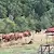 Съдът отложи делото срещу фермера, нападнал журналисти в село Стефаново