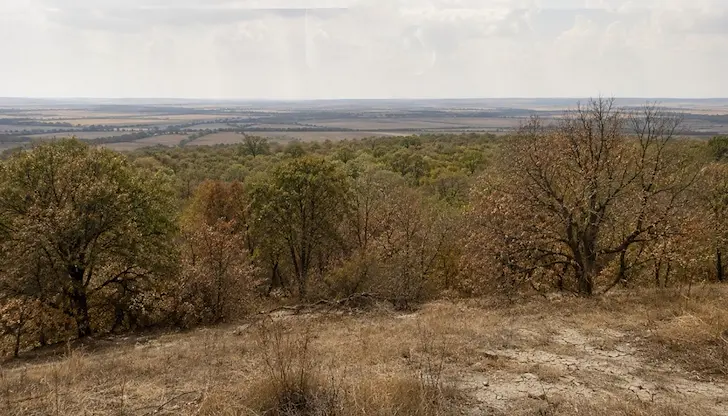 Цер, липа и бряст съхнат заради екстремния климат Цер, липа и бряст съхнат заради екстремния климат