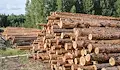 Уличиха длъжностни лица в схема за незаконна сеч