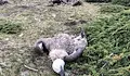 Протест в София и Пловдив заради отровените лешояди