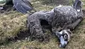 Фермер плаща 3000 евро гаранция заради убитите лешояди