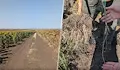 Български фермери печелят от въглеродни кредити