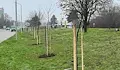 Русенци избират места за засаждане на нови дървета