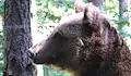 Паркът в Белица глези мечките с ледени лакомства