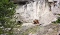 Две мечки нападнаха палатка с туристи край село Локорско