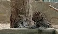 Бебета леопарди са новата атракция в Стара Загора