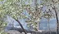 Пожар обхвана борова гора край язовир „Копринка”