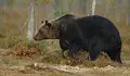 Пускат специализирани екипи да реагират при сигнали за "проблемни" мечки