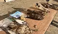 Отбелязаха Международния ден на лешоядите в русенския Екомузей