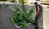 Общински екипи косят излишната растителност в Русе