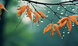 Валежи от дъжд и сняг в планините