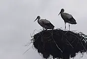 Двойка щъркели се завърна неочаквано в село Бъзън