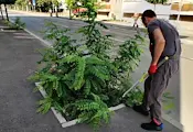 Общински екипи косят излишната растителност в Русе