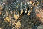 Случайно откриха голям зъб от мастодонт край Сан Франциско